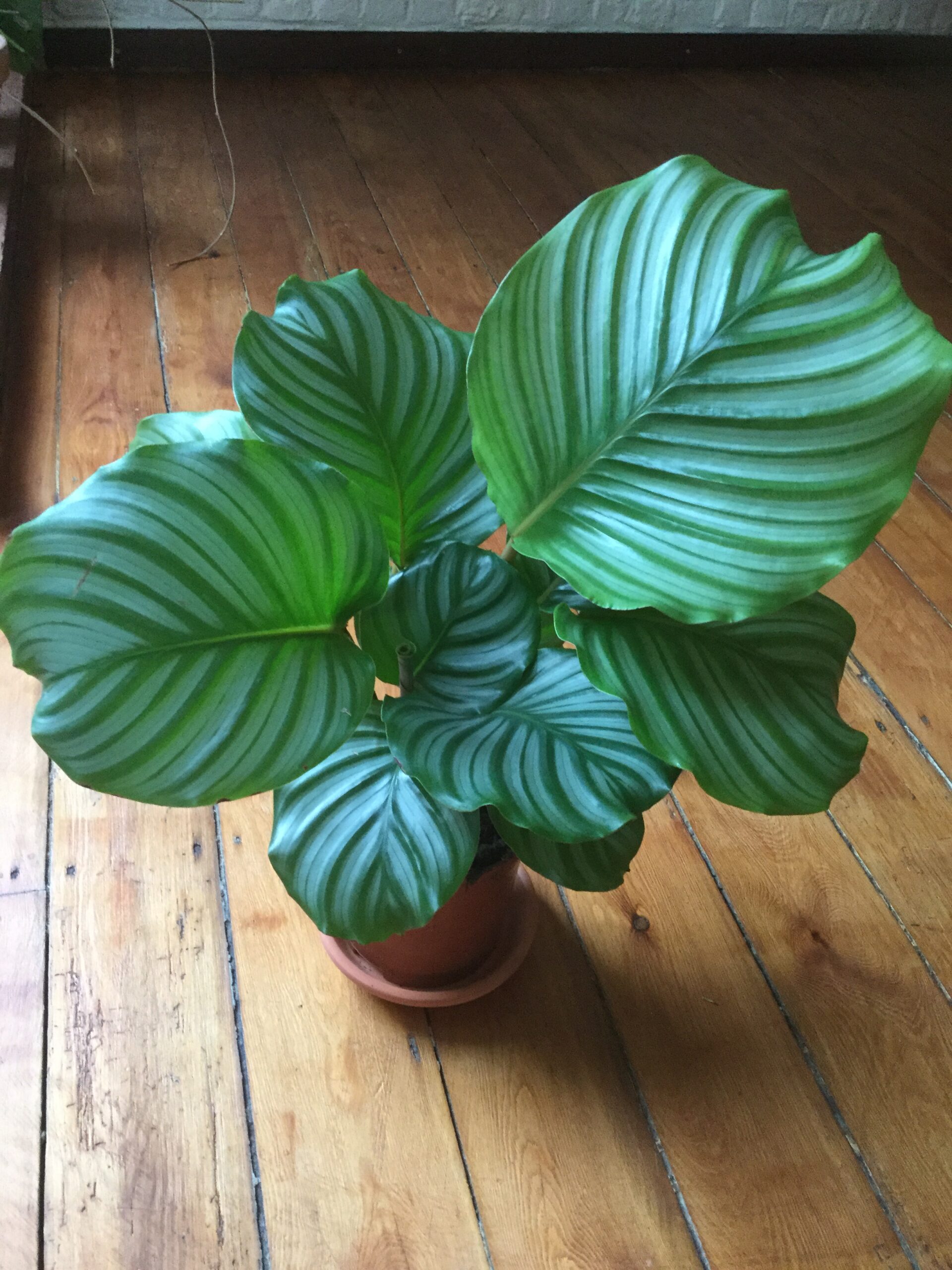 Calathea orbifolia