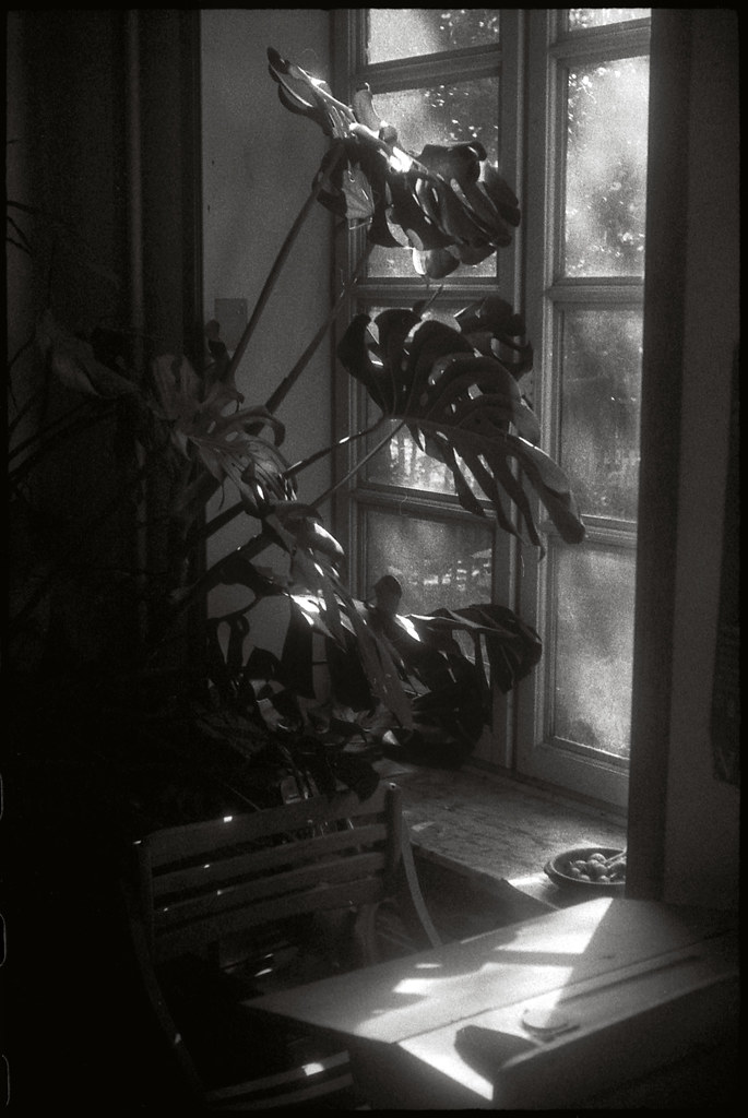 Monstera