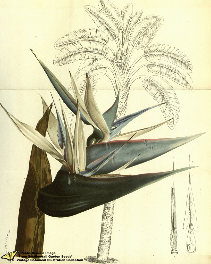 strelitzia nicolai