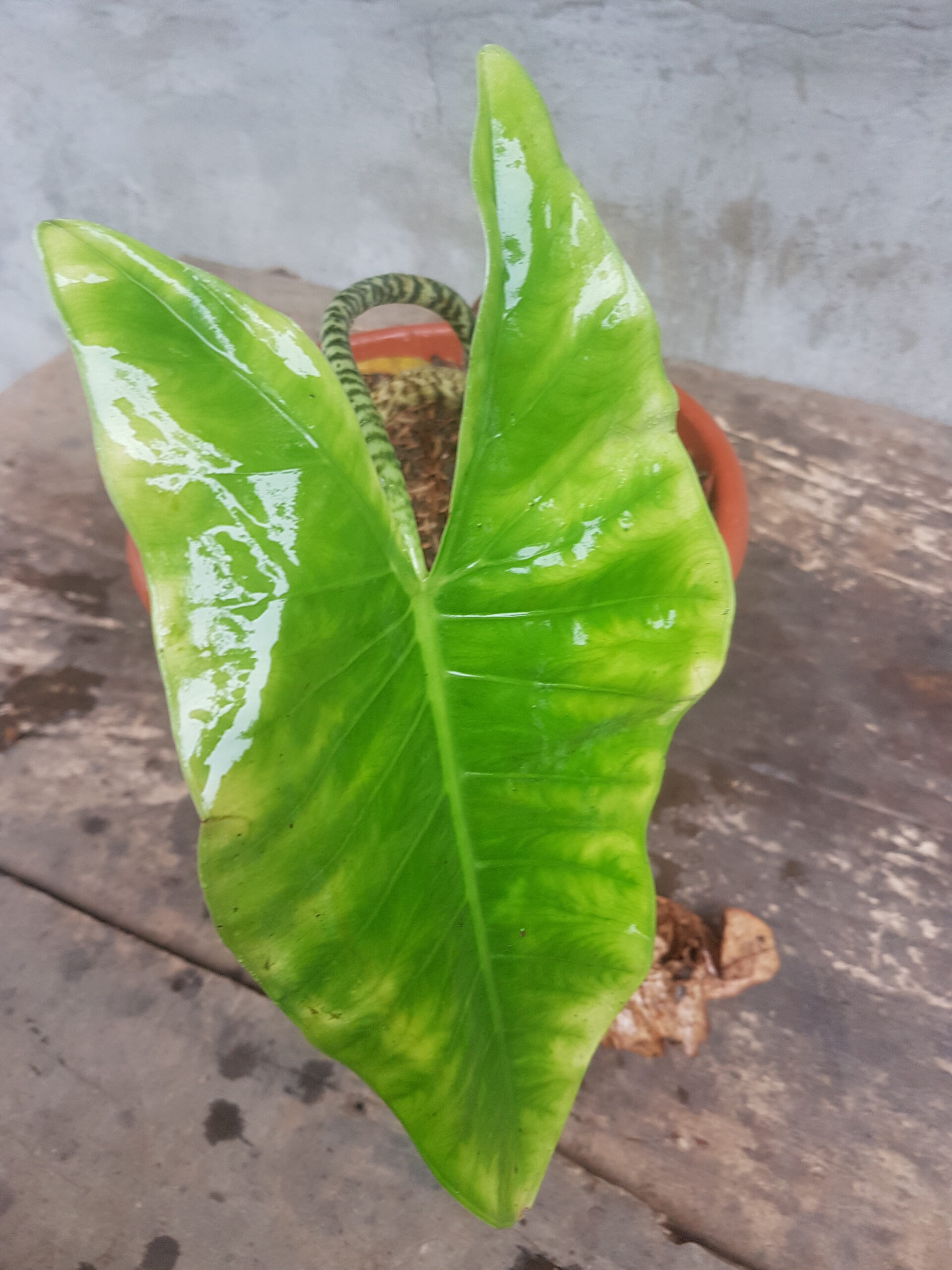 Alocasia Zebrina