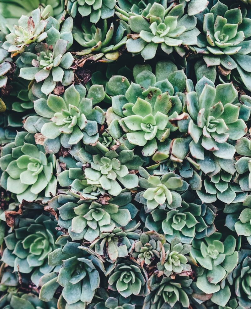 Planten kunst