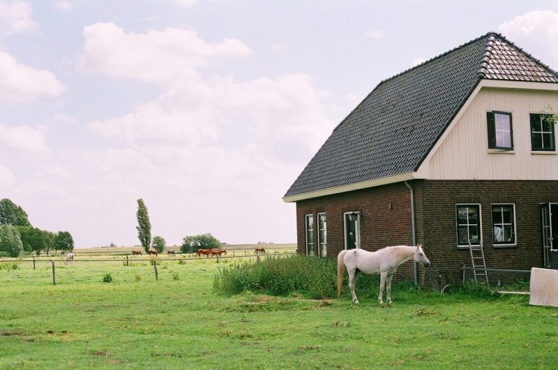 A horse standing in a field next to a house